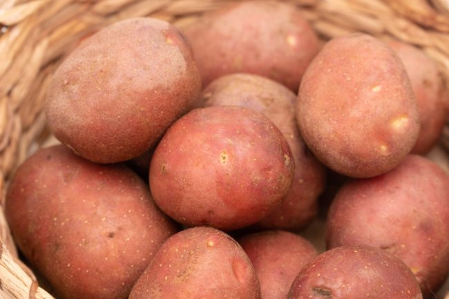 Kartoffel Red Sonia